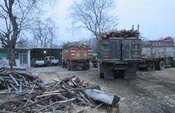 ۴ اصله درخت در مرداب هسل قطع شد/کشف ۵۸ مترمکعب قاچاق چوب طی ۳ ماه