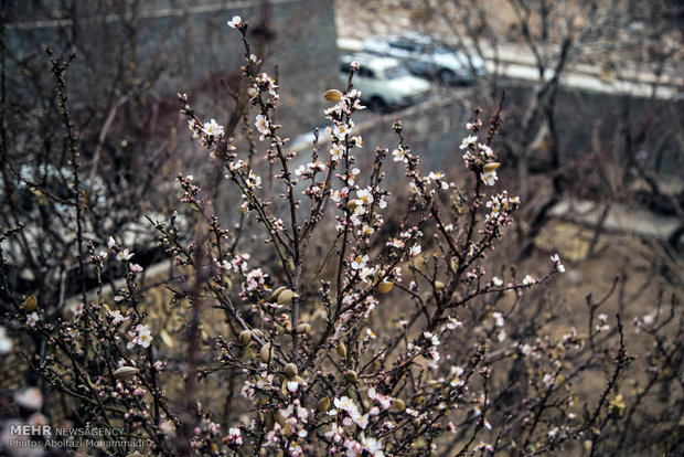 Winter flowering bulbs