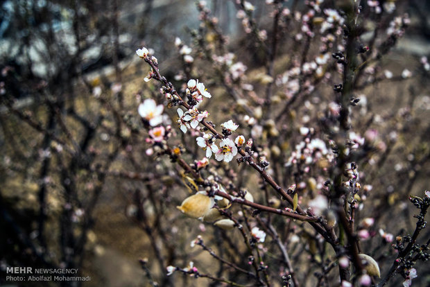 Winter flowering bulbs