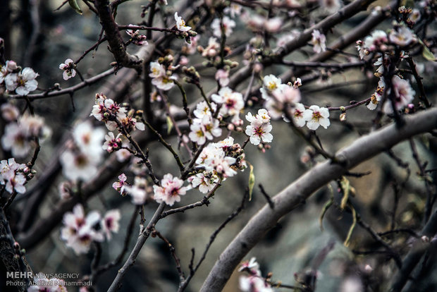 Winter flowering bulbs