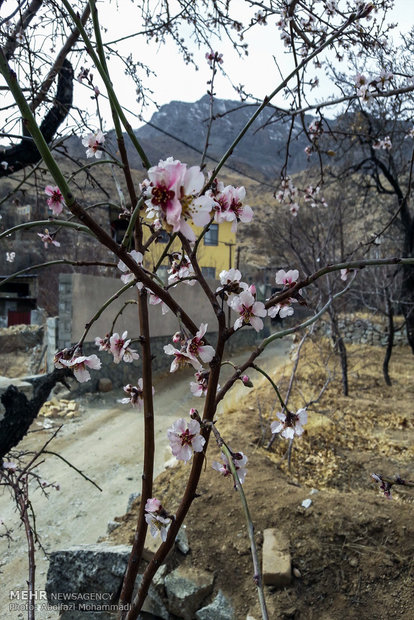 Winter flowering bulbs