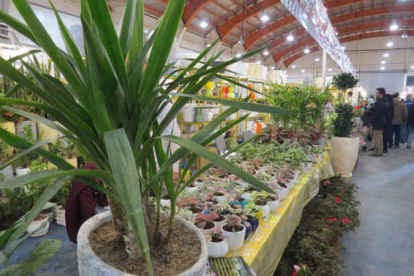 نمایشگاه دائمی گل و گیاهان زینتی در شهر خمین افتتاح شد