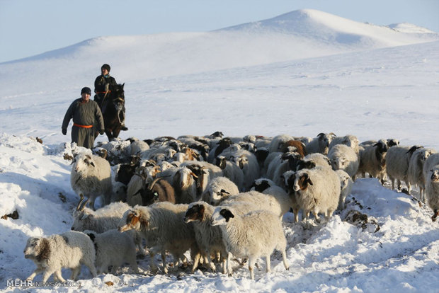 گله داران چادر نشین سیبری‎