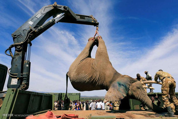 ہاتھیوں کو پرامن علاقوں میں منتقل کرنے کی تمرین