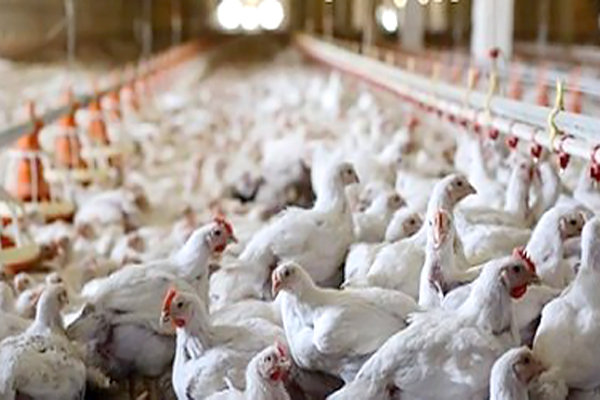  هشدار دامپزشکی درباره شیوع آنفلوانزای مرغی در سیستان وبلوچستان