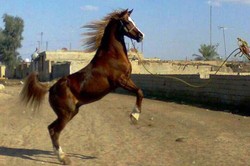 خوزستان مقام اول جشنواره ملی زیبایی اسب اصیل عرب را کسب کرد