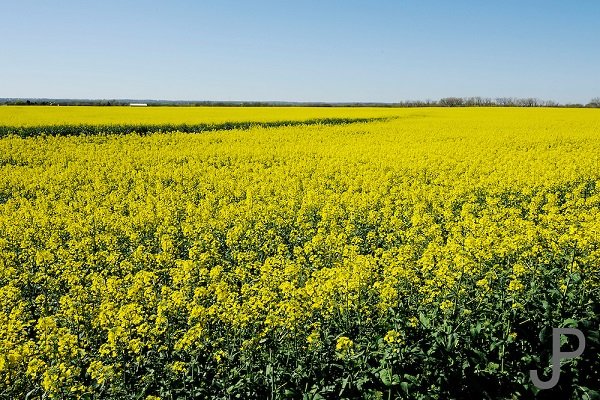 FAO assists Iran to strengthen capacities toward sustainable growth of oilseed crops