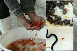 عدهای سودجو به بهانه عیدنوروز به فروش حیوانات وحشی اقدام میکنند عدهای سودجو به بهانه عیدنوروز به فروش حیوانات وحشی اقدام میکنند