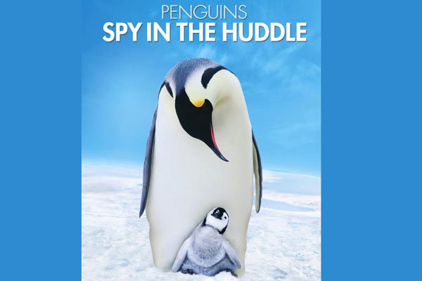 مستند «جاسوسی در قلمرو پنگوئن ها» روی آنتن شبکه یک