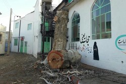 رکورد زنی منطقه یک پایتخت در درخت کشی