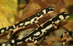Lorestan mountain newt 