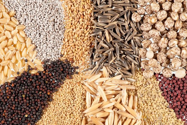 توزیع۱۰ هزار تن بذر اصلاح شده دراصفهان/افزایش قیمت کودهای وارداتی