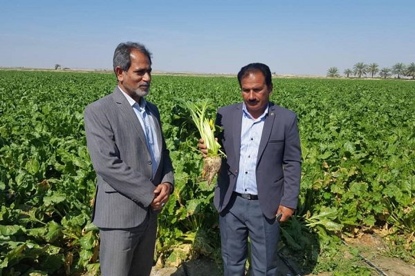 کشت گیاهان دارویی در تنگستان گسترش می یابد/ امکان‌سنجی کشت چغندر