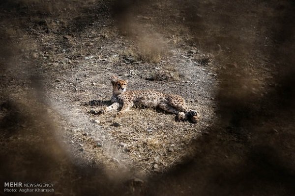 IUCN member declares Iran ‘Cheetah Project’ a failure