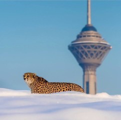 One of the Asiatic cheetahs living in captivity in Tehran’s Pardisan Park / Photo by Ehsan Jannati