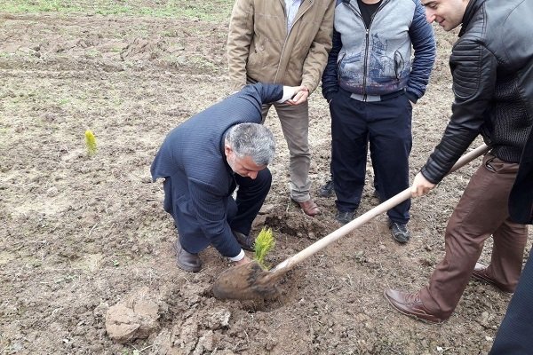 کاشت نهال در پارک جنگلی چغاسبز ایلام