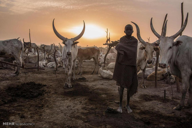 جنوبی سوڈان میں مویشیوں کا سالانہ کوچ