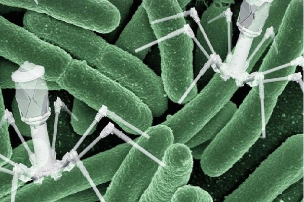 حل مشکل مقاومت در برابر آنتی بیوتیک ها با ویروس باکتری خوار