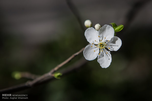 Spring blossom in Tehran