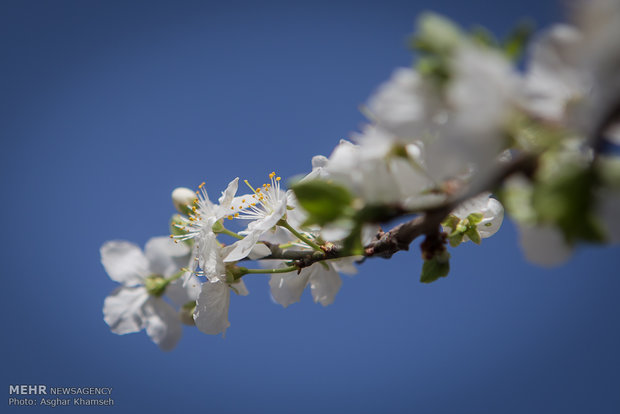 Spring blossom in Tehran