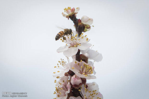 Spring blossom in Tehran