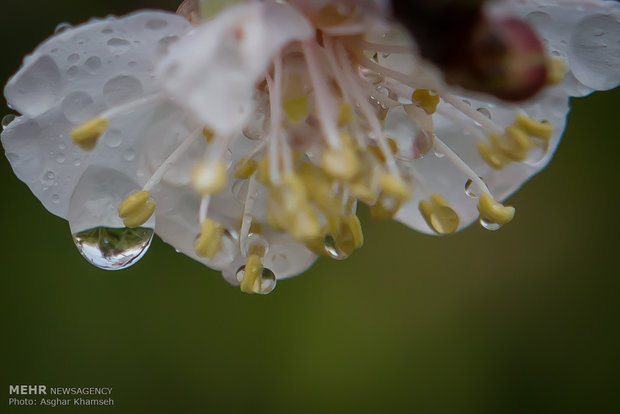 Spring blossom in Tehran