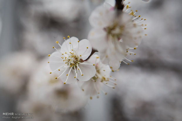 Spring blossom in Tehran