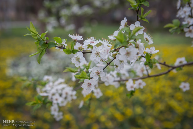 Spring blossom in Tehran