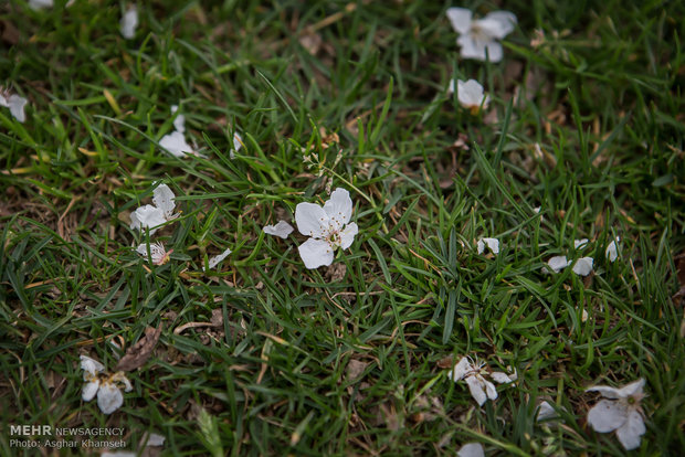 Spring blossom in Tehran