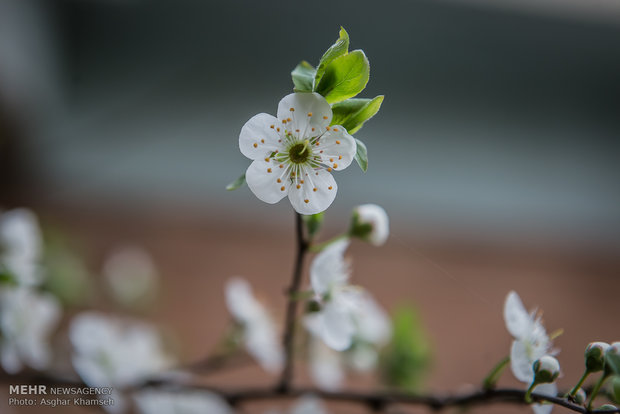 Spring blossom in Tehran