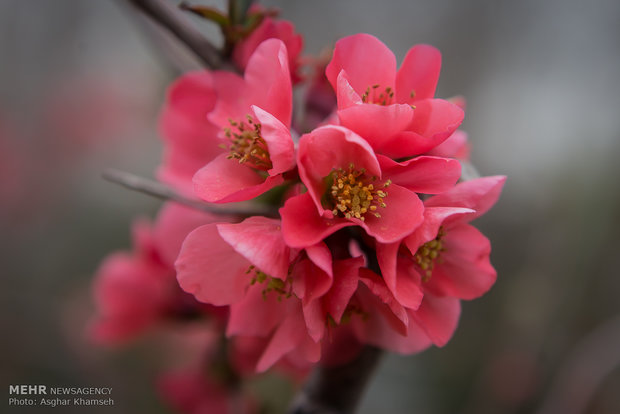 Spring blossom in Tehran