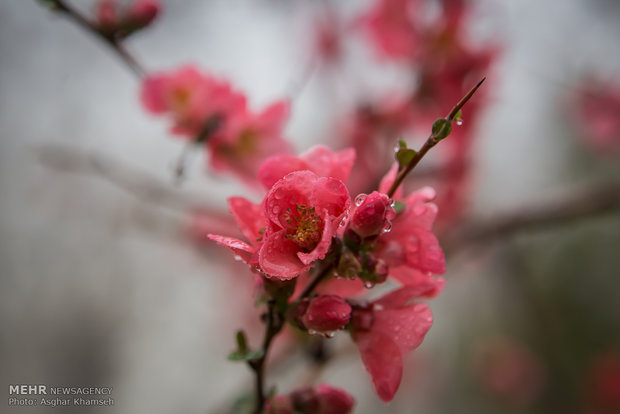 Spring blossom in Tehran