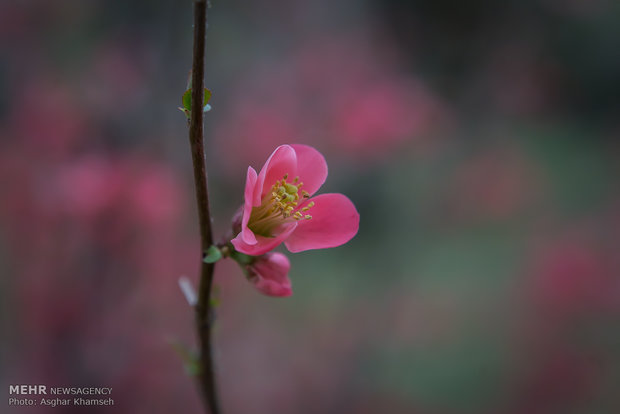 Spring blossom in Tehran