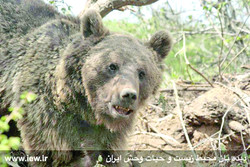 Iran to provide insurance for its brown bears