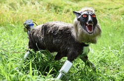 گرگ رباتیک از مزرعه ژاپنی ها محافظت می کند