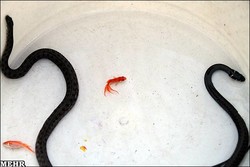 Smugglers selling aquatic species face punishment: official 