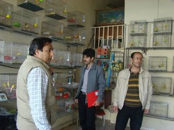پایش مراکز عرضه و فروش پرندگان و ماهیان زینتی در تاکستان