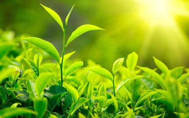 ۸ هزار تُن برگ سبز چای در شهرستان رودسر خریداری شد