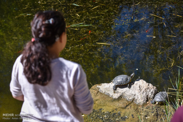 Nowruz tourists in Eram Garden of Shiraz