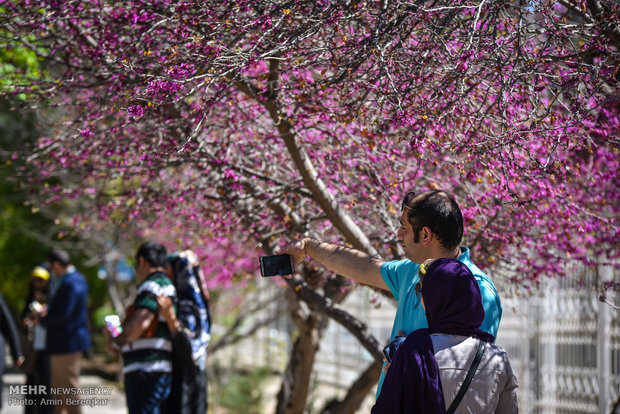 گردشگران نوروزی در باغ ارم شیراز