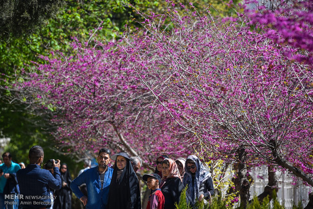 Nowruz tourists in Eram Garden of Shiraz