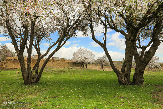 Hamedan's spring nature