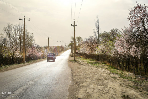 Hamedan's spring nature