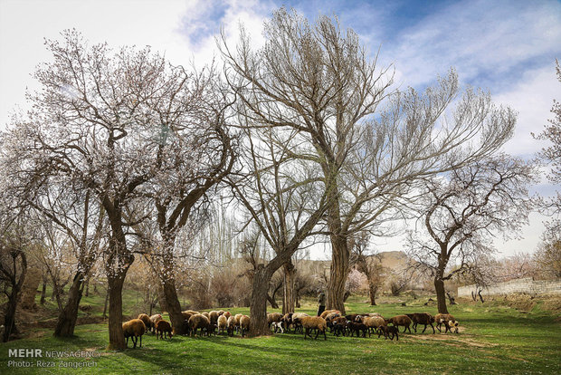 Hamedan's spring nature