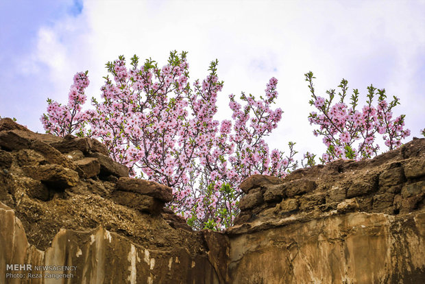 Hamedan's spring nature