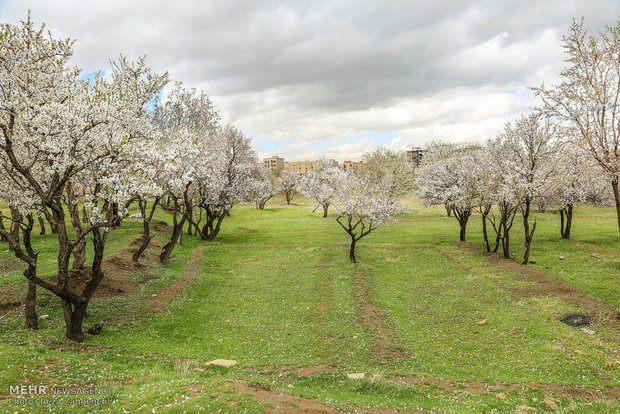 Hamedan's spring nature