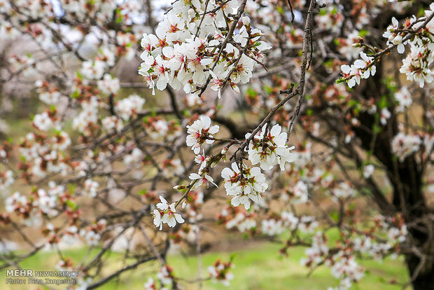 Hamedan's spring nature