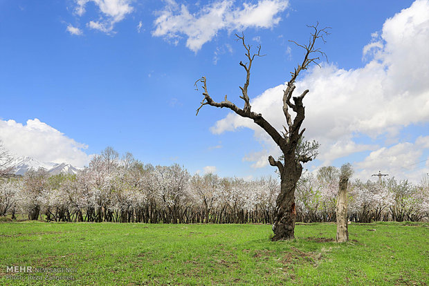 Hamedan's spring nature