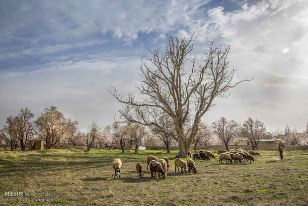 Hamedan's spring nature