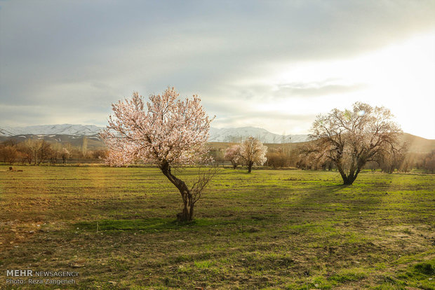 Hamedan's spring nature